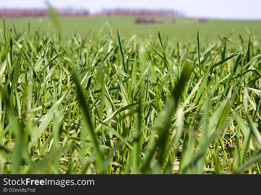 Field of juicy grass, space for text