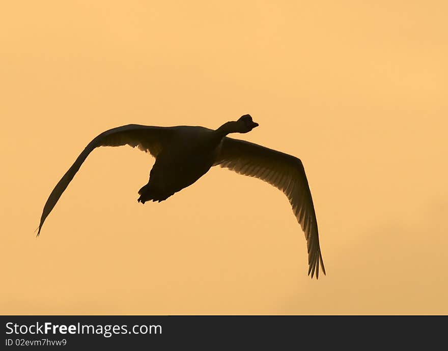 Mute Swan (Cygnus olor)