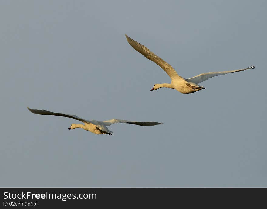 Mute Swan (Cygnus olor)