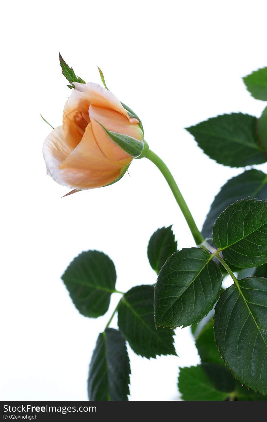 Orange rose isolated on white background with green leafs