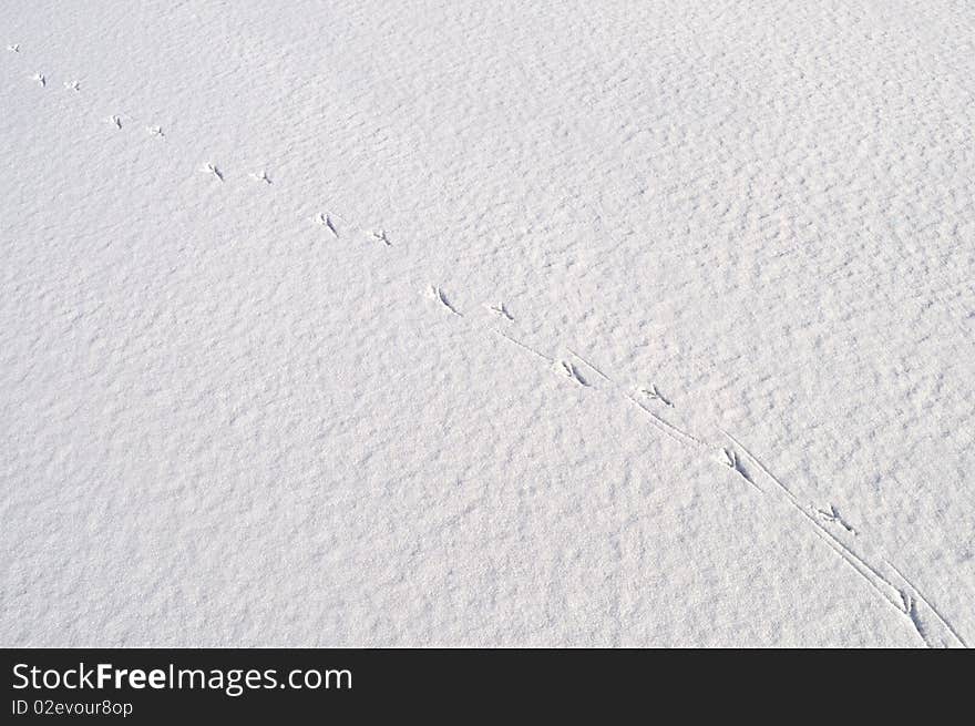 Close up of snow surface background with bird's footprints. Close up of snow surface background with bird's footprints