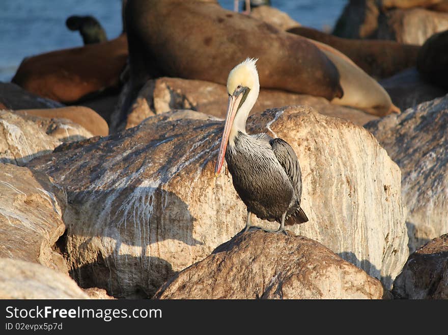 Brown Pelican