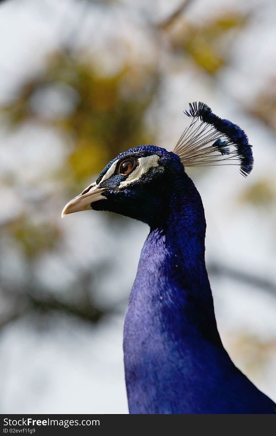 The peacock