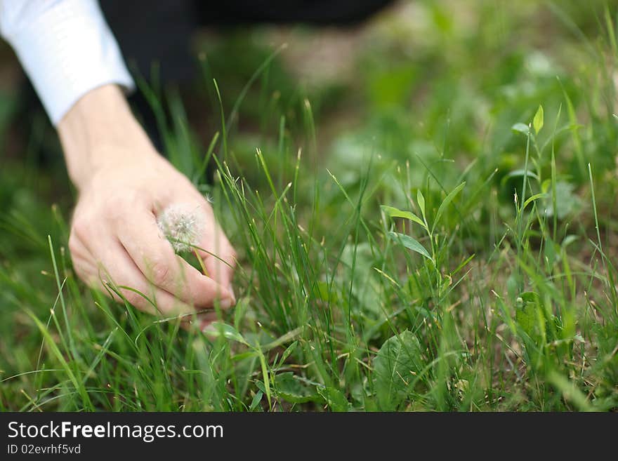 Dandelion in a hand of a man