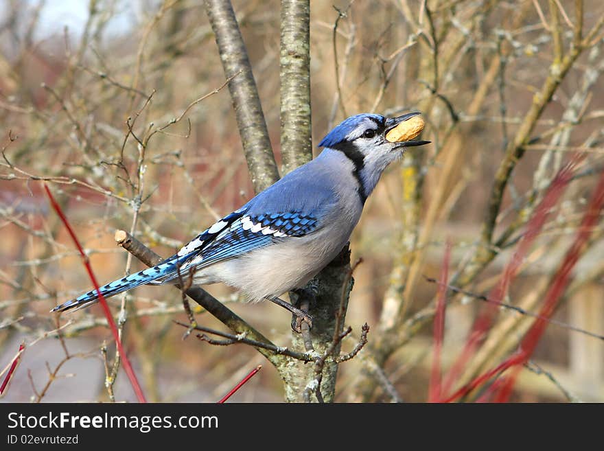 Blue-jay With Peanut In Beak On Spring Morning