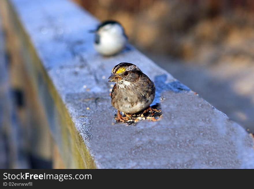 White-throated Sparrow