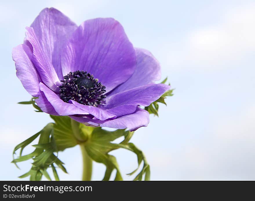 Lilac flower isolated on a white background