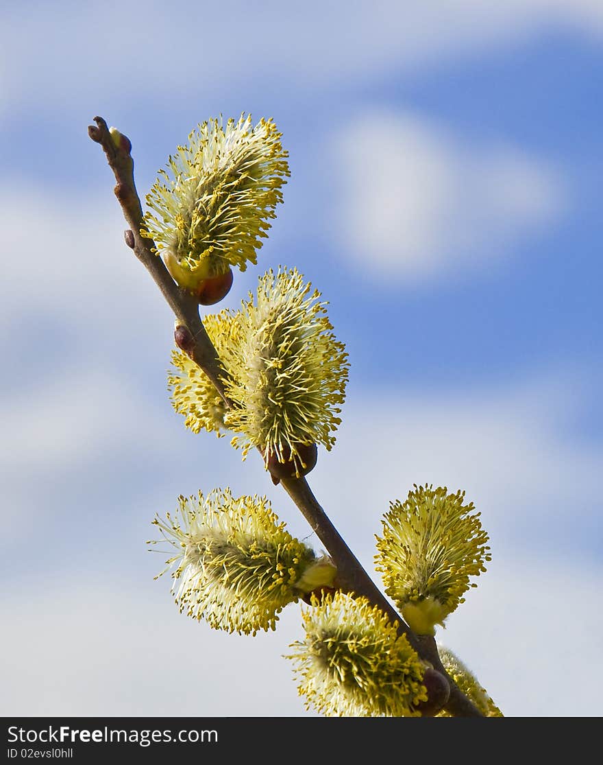 Spring tree flowering - lamb's-tails detail macro. Spring tree flowering - lamb's-tails detail macro