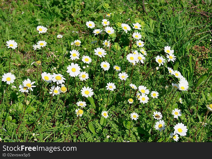 Spring flowering daisies on a sunny day on the green meadow. Spring flowering daisies on a sunny day on the green meadow