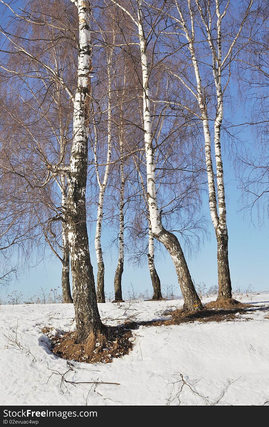 Bare birch trees in winter time