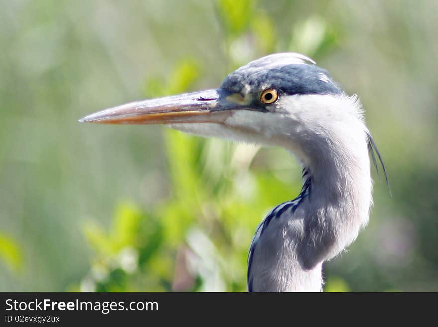 Grey heron staring tot the water to catch a fish