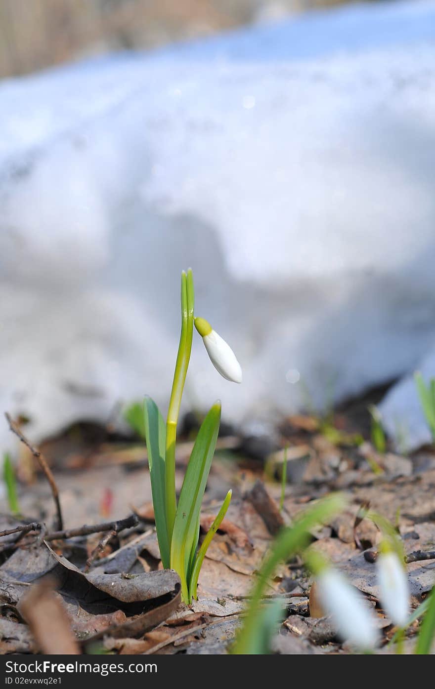 Snowdrops in Spring