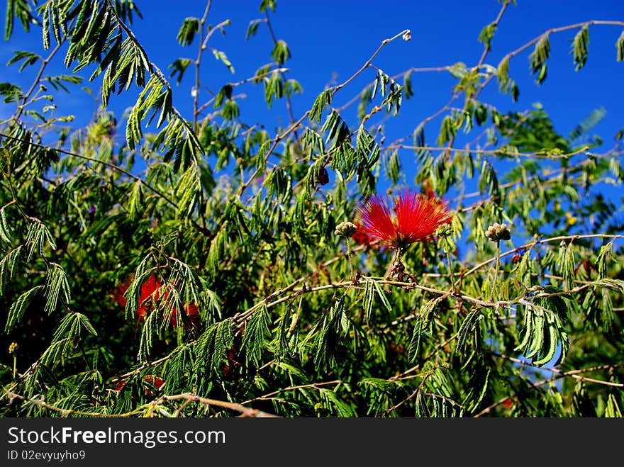 Adelaide Botanic Gardens Flower