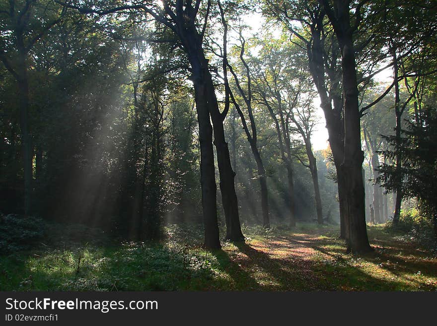 Track in forest, shafts of light breaking through the branches, scene fades into the distance. Track in forest, shafts of light breaking through the branches, scene fades into the distance