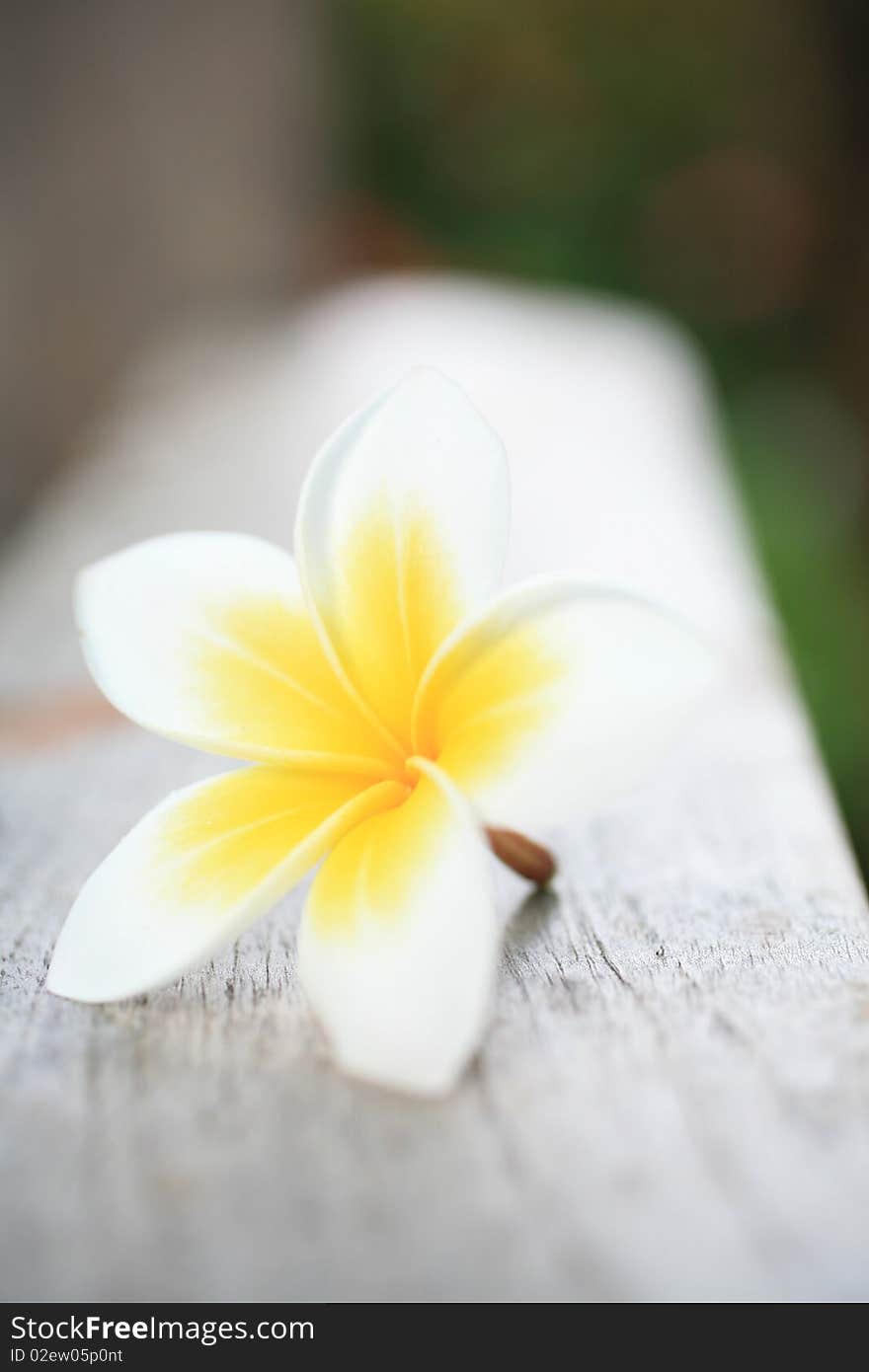 Nice Plumeria