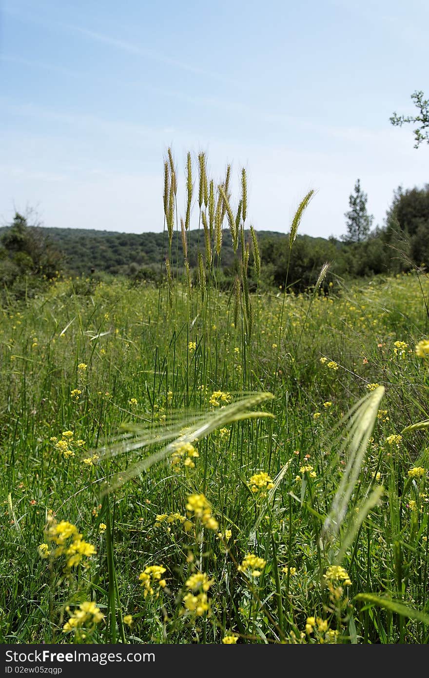 Wild-growing cereals on green meadow