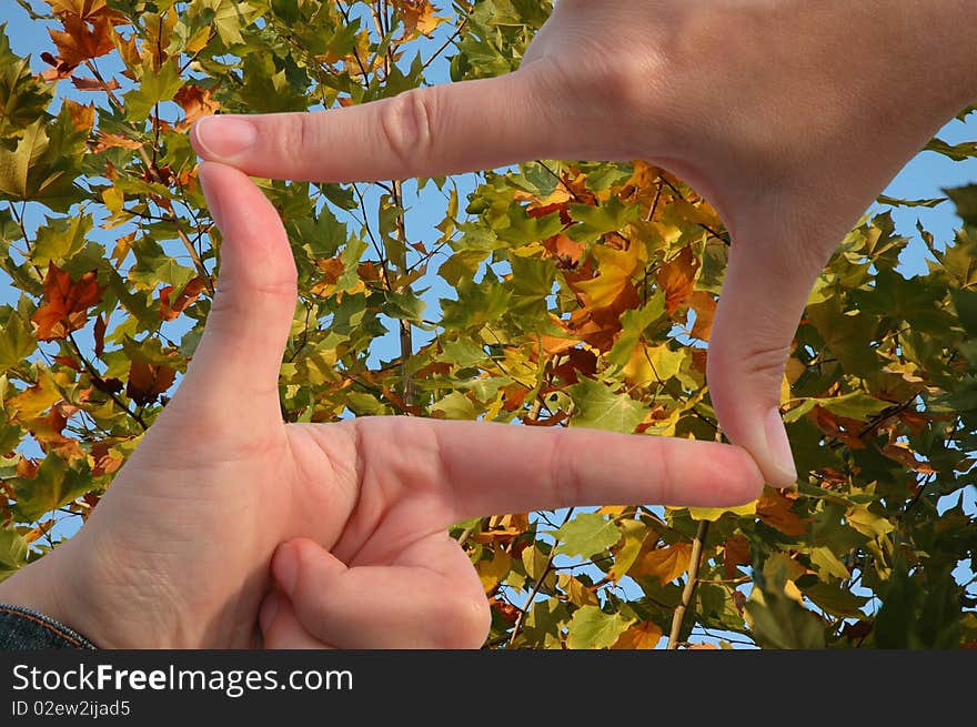 View through the cadre of hands on autumn leaves