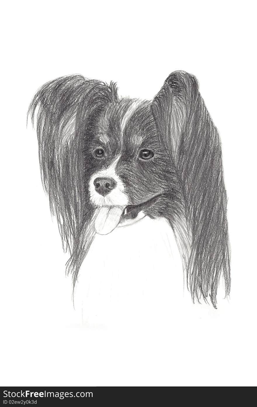 Pencil Drawing of a Tricolor Papillon Dog