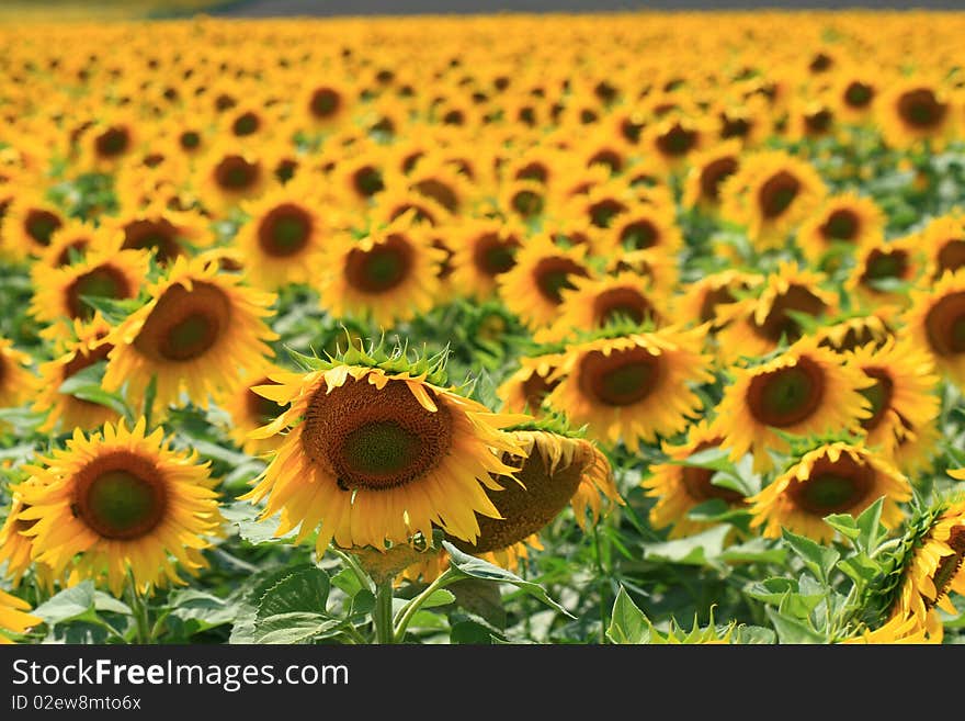 Field of sunflowers