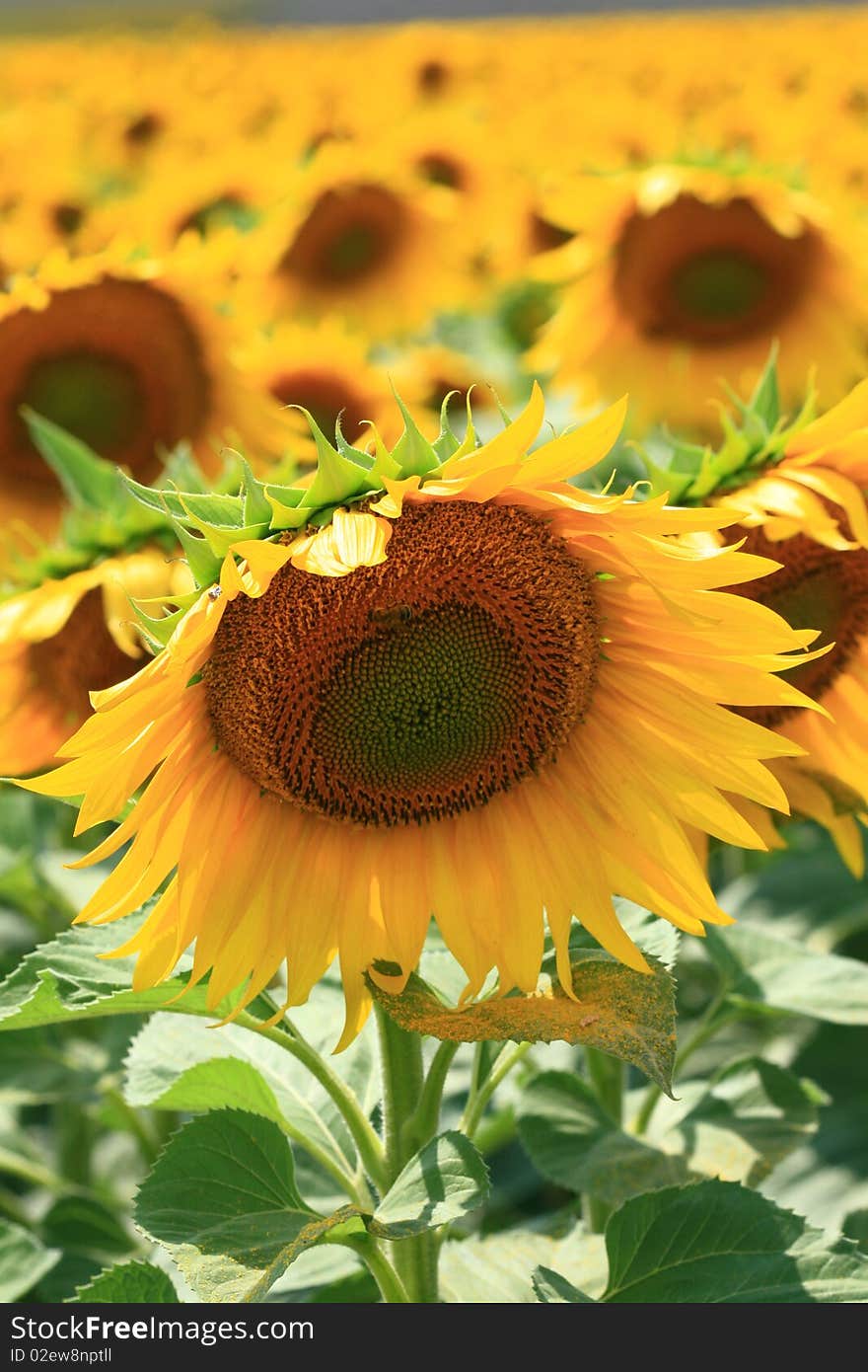 Field of sunflowers