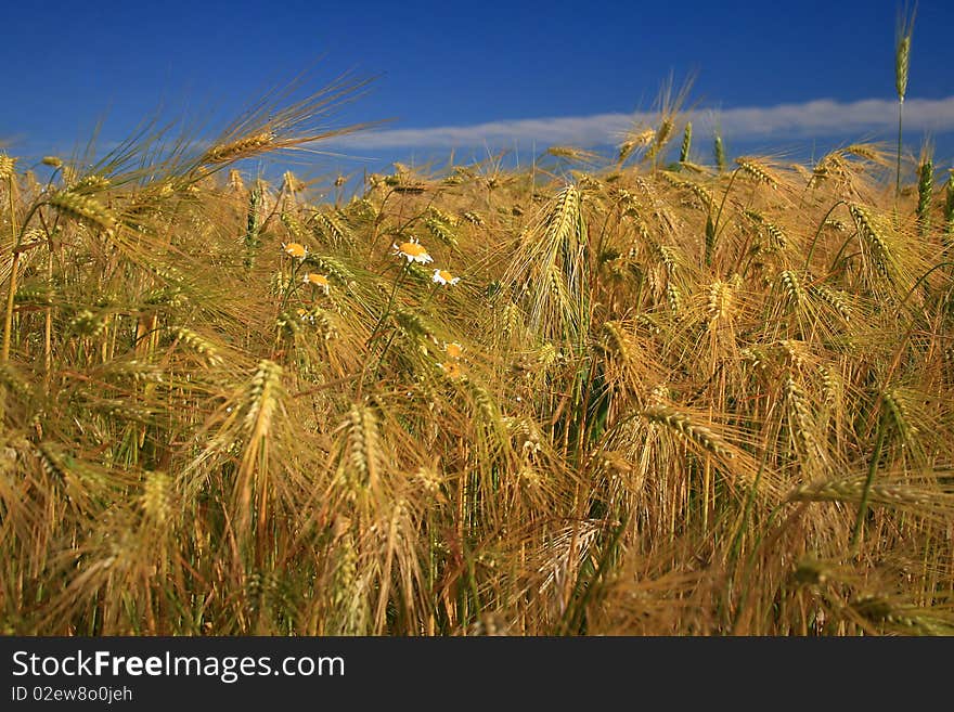 Classes of wheat field closeup