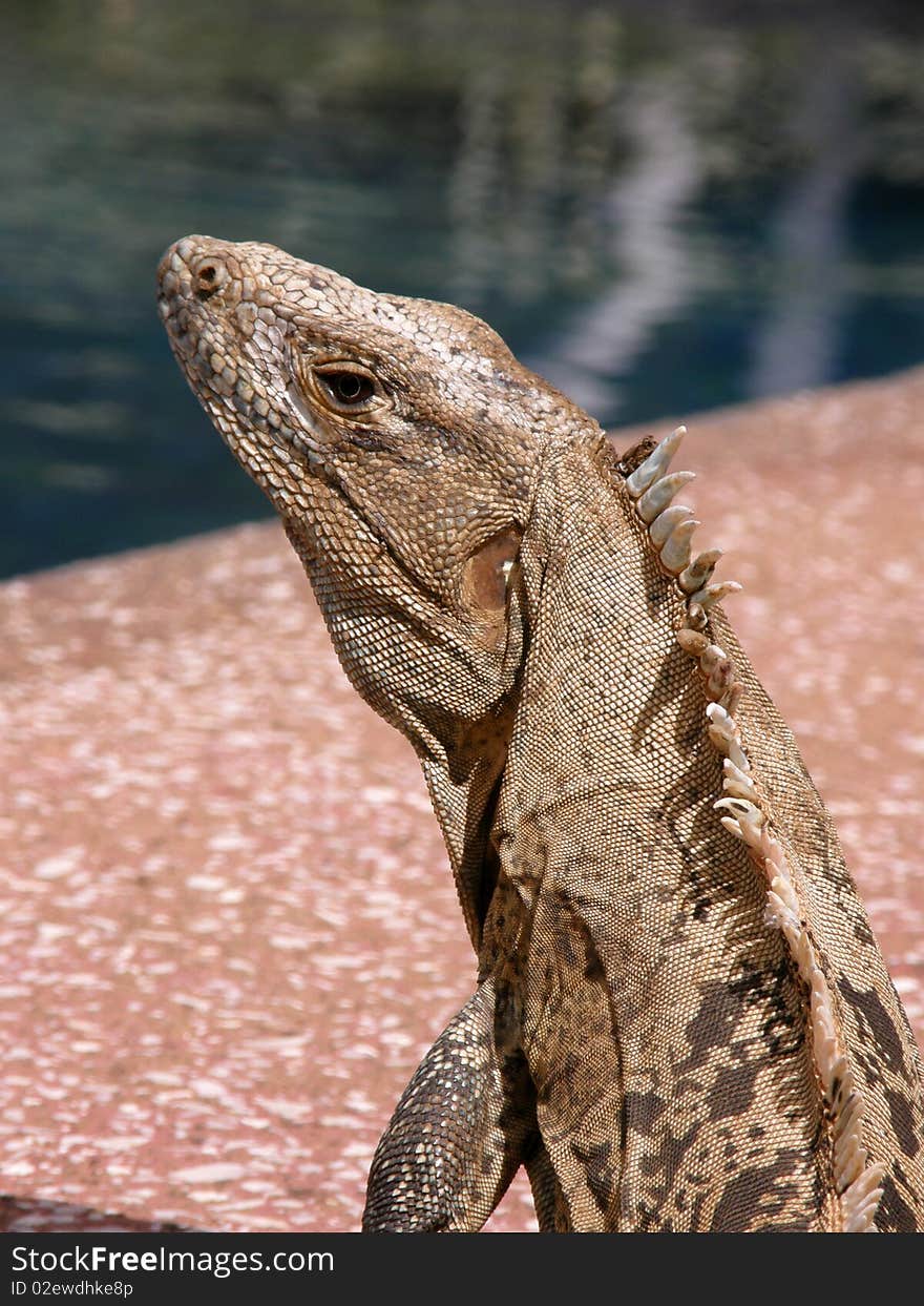 Iguana By Pool Side