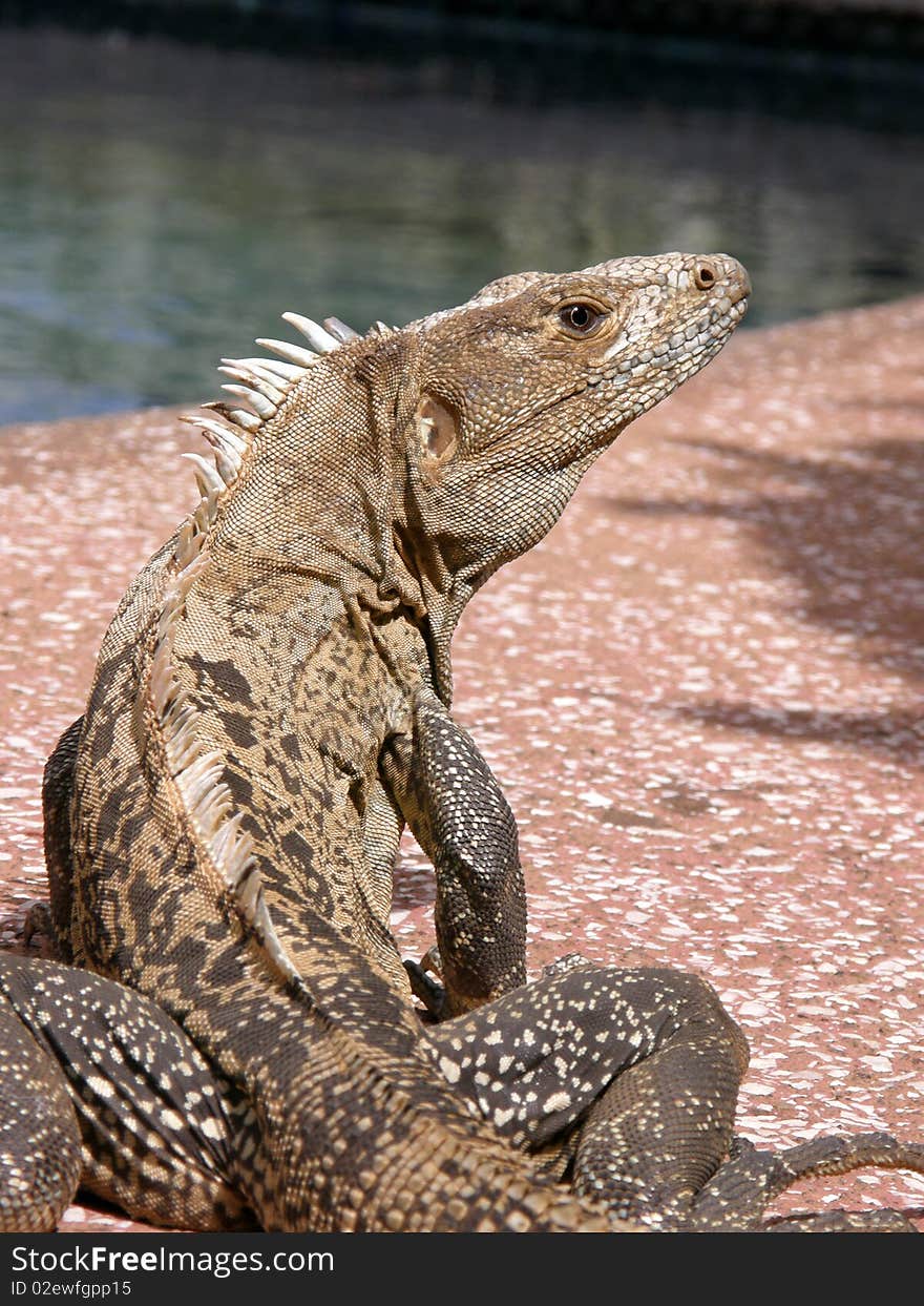 Iguana By Pool Side