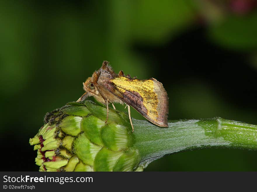 ''Golden'' night moth rest in the flower bud