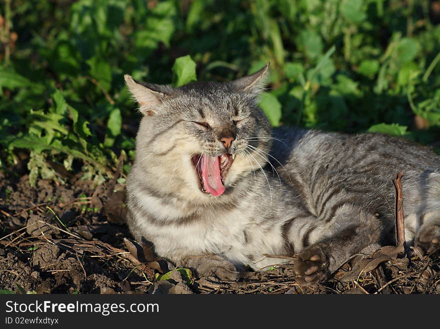 Yawn cat rest in te ground