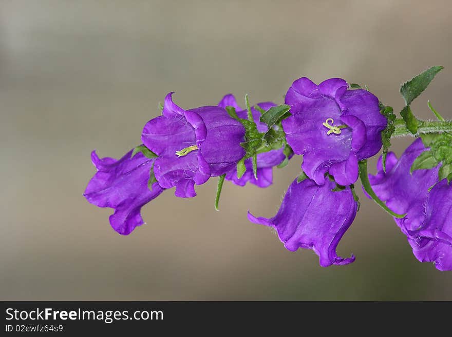 Violet bells branch isolated on background