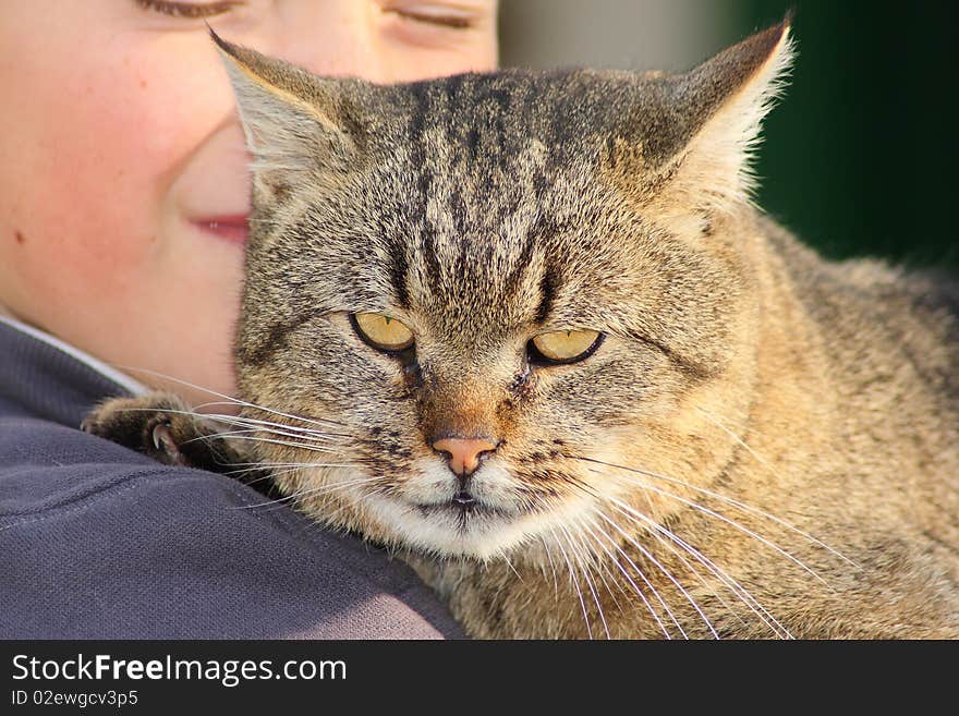 Big cat rest in the boy hands