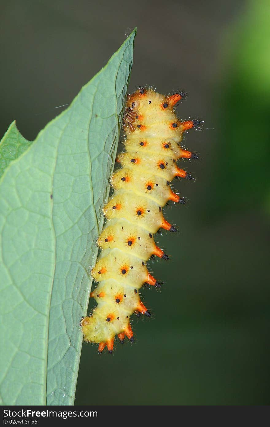 Butterfly caterpillar (Zerynthia polyxena) rest in the green leaf