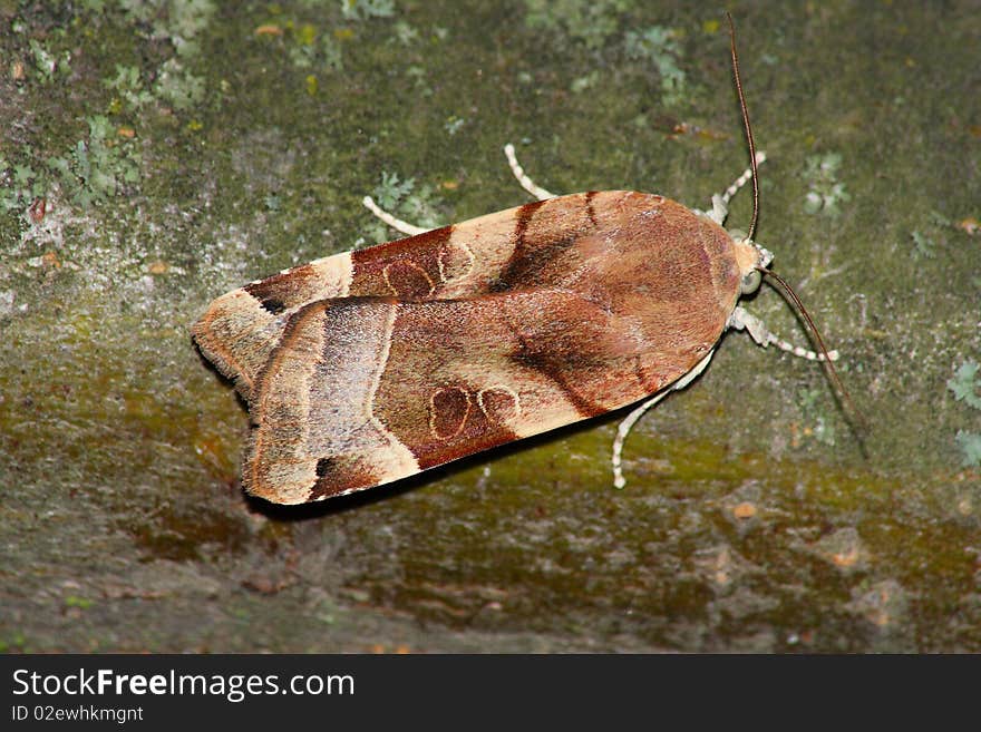 Night moth (Noctua ssp.) rest in the tree trunk