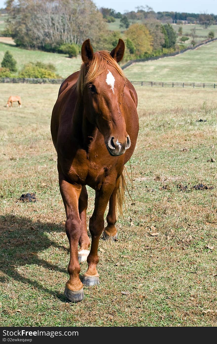 Pretty light brown quarter horse walking in a field. Pretty light brown quarter horse walking in a field.