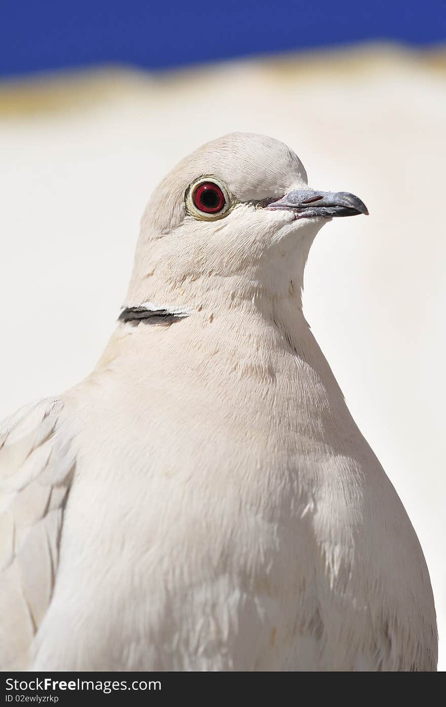 Collared Dove Close Up