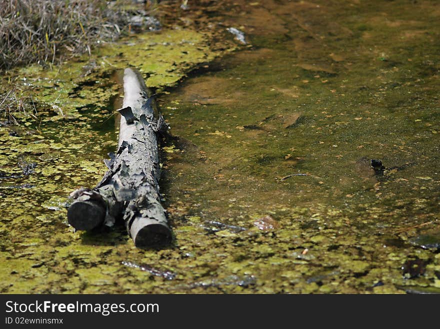 A rotten wood flow on a small pool surrounded with algaes