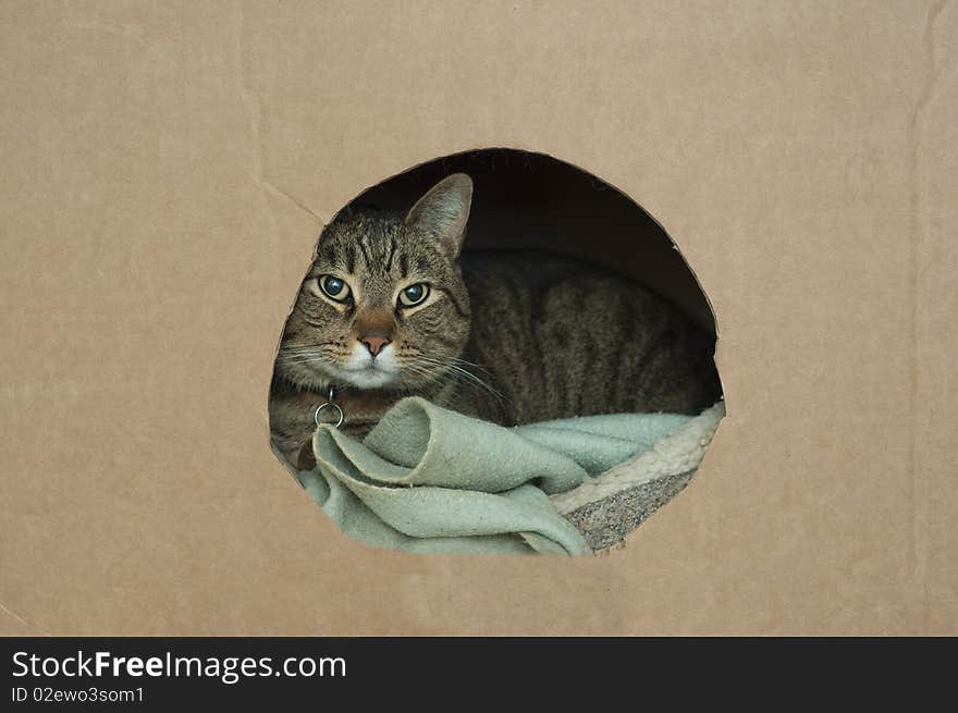 A cute pet cat lays down in his nest inside of a cardboard box with a hole in it wrapped up in a blanket. A cute pet cat lays down in his nest inside of a cardboard box with a hole in it wrapped up in a blanket