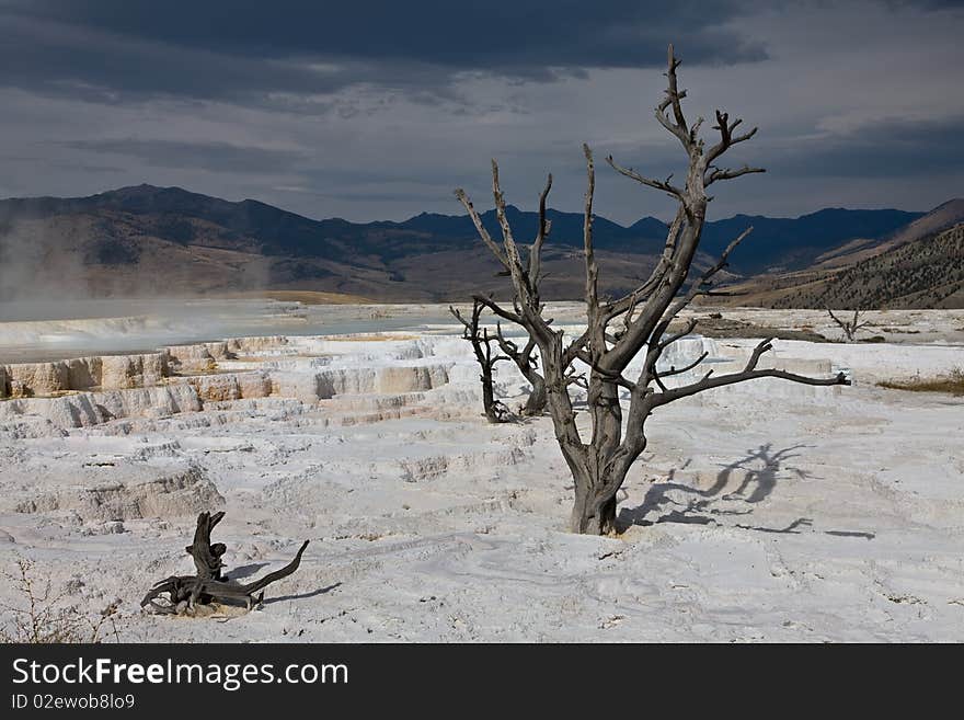 A stark vista with a dead tree and ominous sky at Mammoth Hot Springs, Yellowstone National Park. A stark vista with a dead tree and ominous sky at Mammoth Hot Springs, Yellowstone National Park.