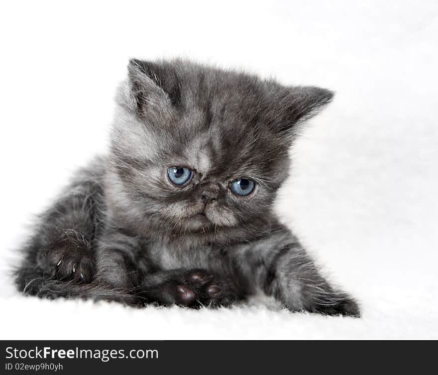 Gray kitten