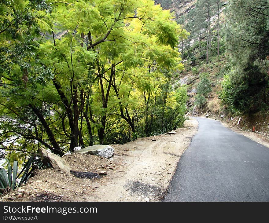 This picture of flora alongside the road was taken en-route Rudraprayag, Uttarakhand, India in Feb'2010.