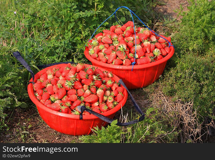 Just picked strawberries