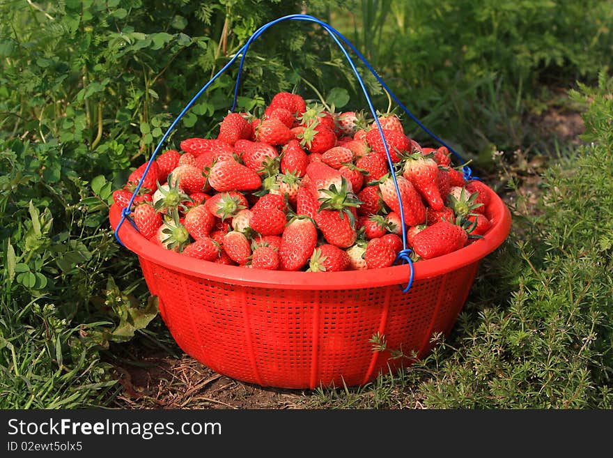 A basket of strawberries