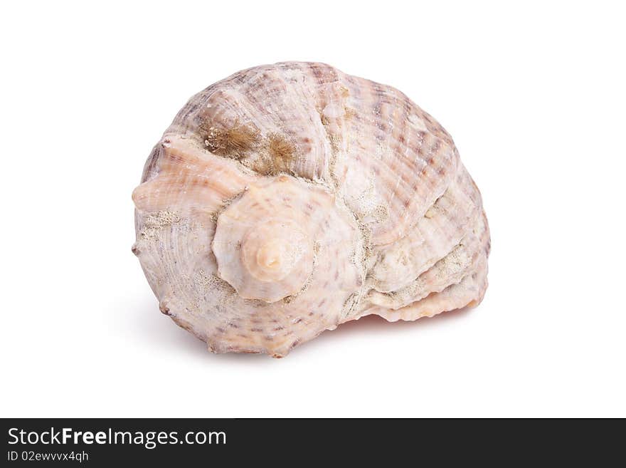 Seashell on white background (isolated, close up)