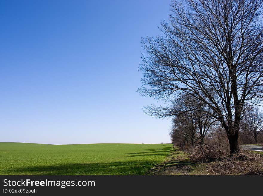 Field of juicy grass, space for text available. Field of juicy grass, space for text available