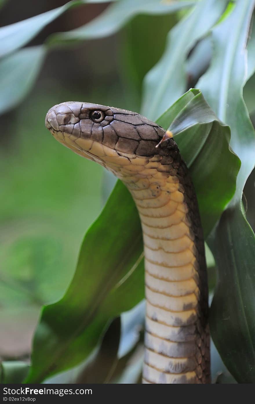 King Cobra