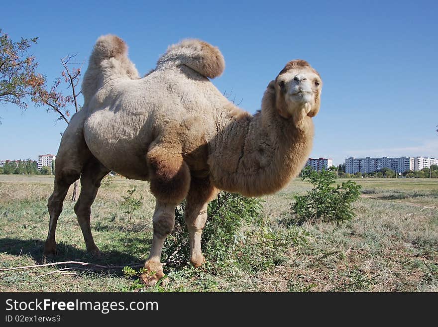 Camel in a meadow on a background of houses