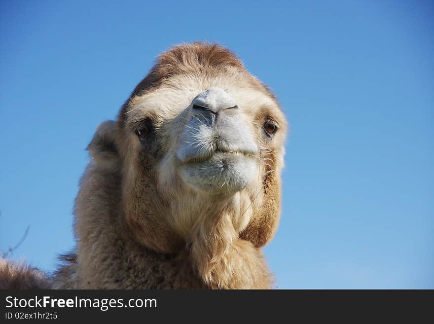 Camel in a meadow on a background blue
sky