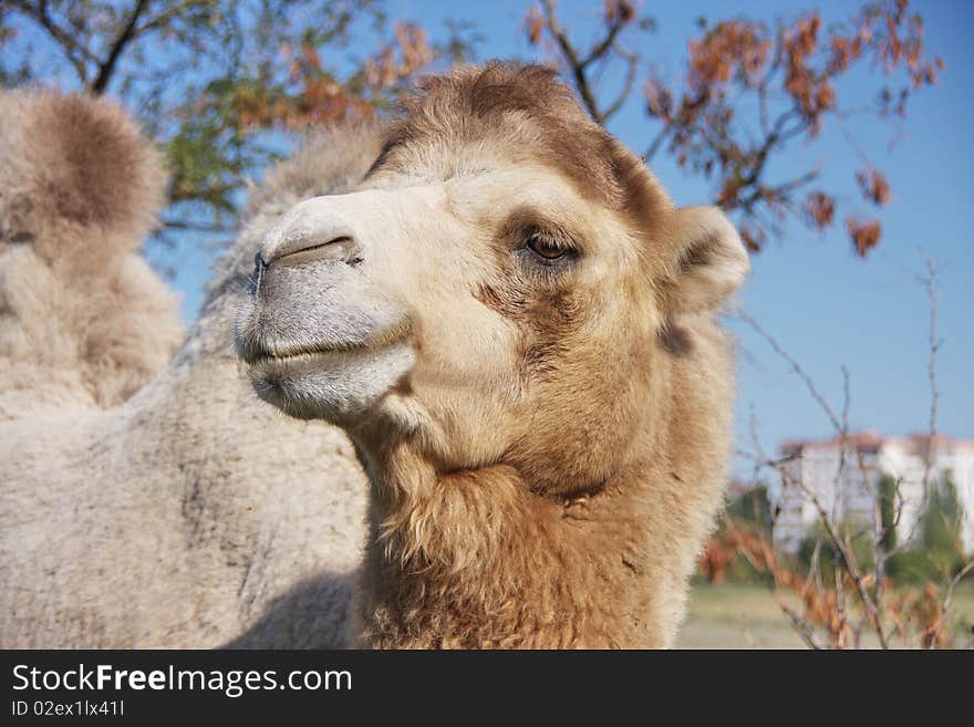 Camel in a meadow on a background of houses