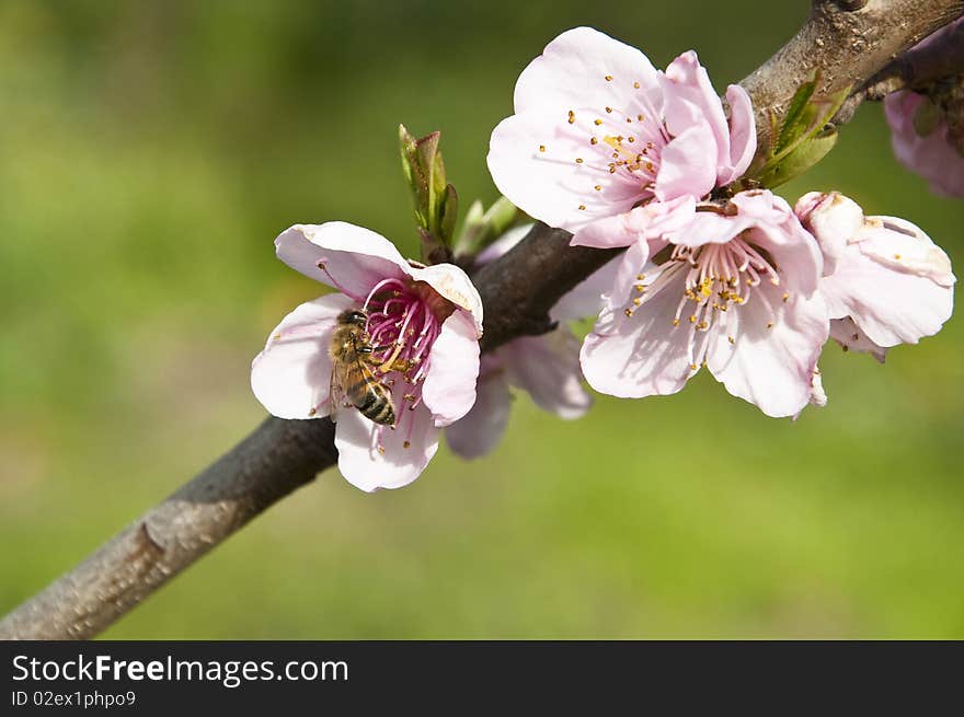 Flowers and bee