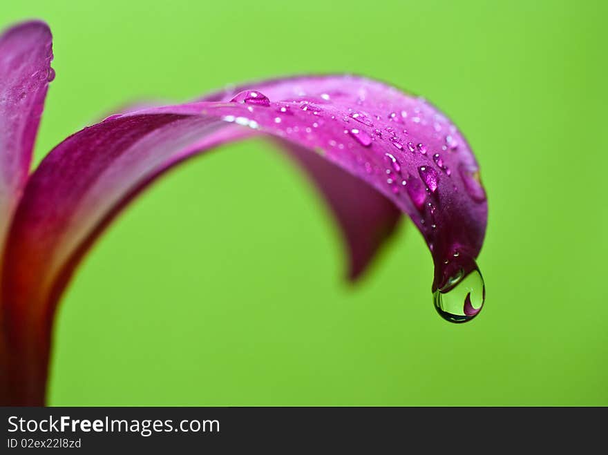 A close up of a water droplt on the petal of a flangipani flower. A close up of a water droplt on the petal of a flangipani flower